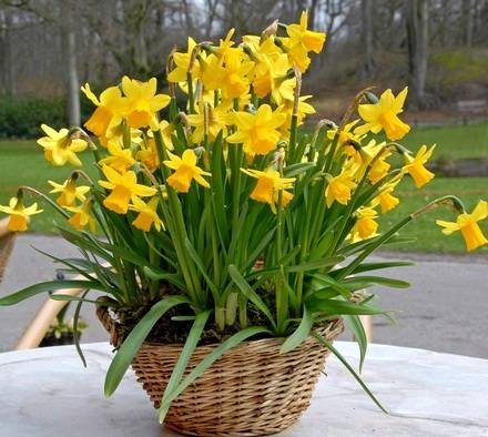 Narcissus1