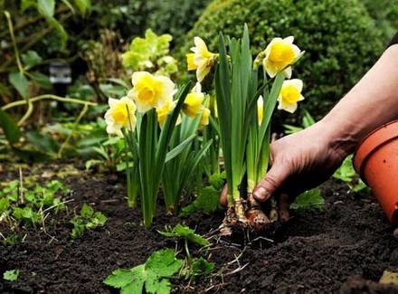 Narcissus10