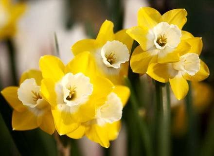 Narcissus11