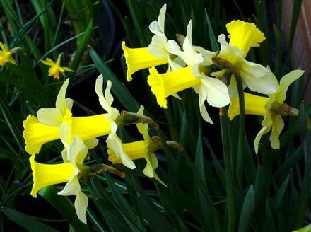 Narcissus12
