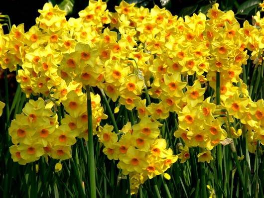 Narcissus17
