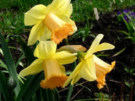 Narcissus2