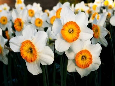 Narcissus3