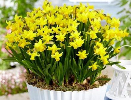 Narcissus4