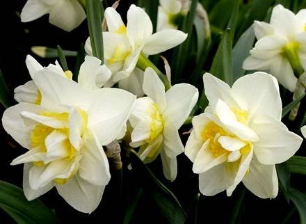 Narcissus5