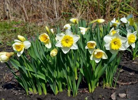 Narcissus6