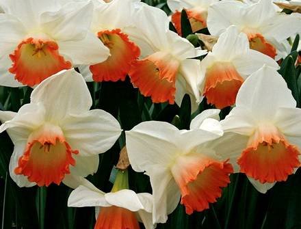 Narcissus7