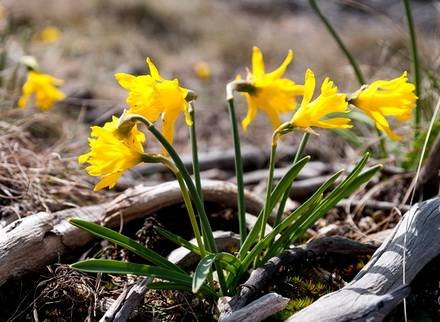 NarcissusAsturiensis