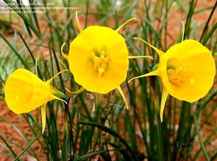 NarcissusBulbocodium