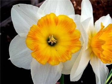 NarcissusCort3