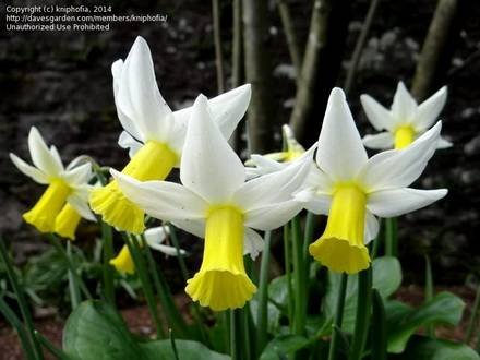 NarcissusCyclamineus
