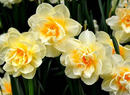 NarcissusDouble