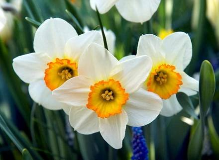 NarcissusLarge-cupped