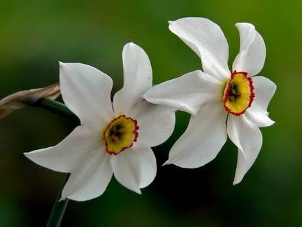NarcissusPoeticus