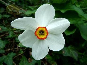 NarcissusPoeticus10