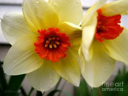 NarcissusSmall-cupped