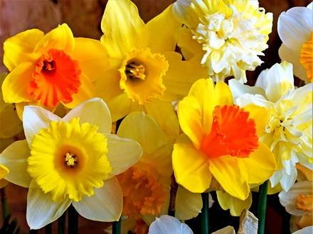 NarcissusTrumpet