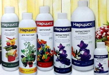 Нарцисс1