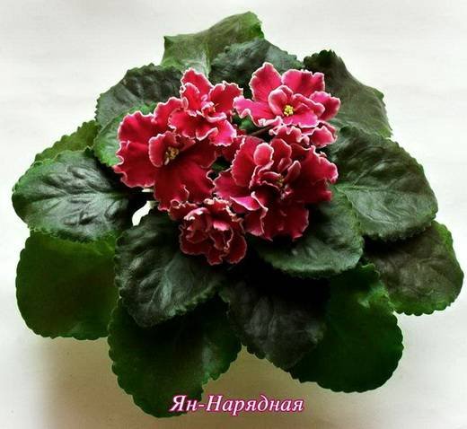 Нарядная6