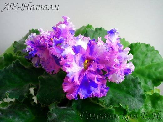 Натали5