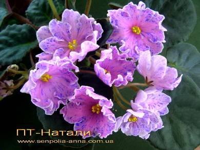 Натали5
