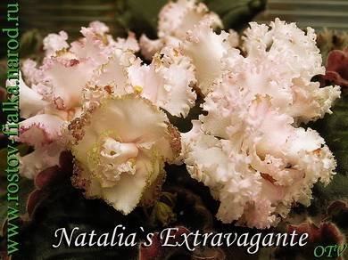 Natalia'sExtravagante4