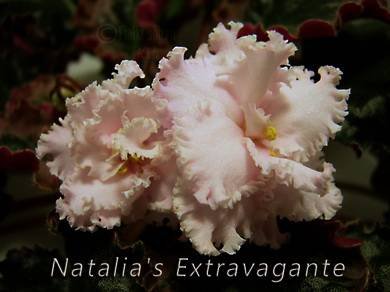 Natalia'sExtravagante5