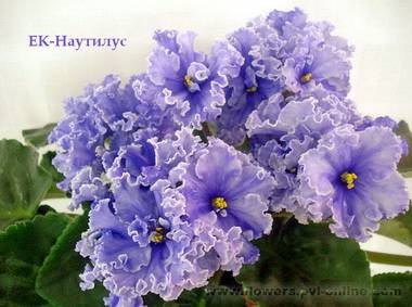 Наутилус5