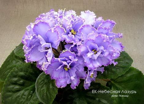 НебеснаяЛазурь1