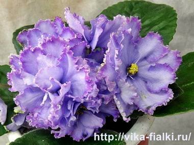 НебеснаяЛазурь2