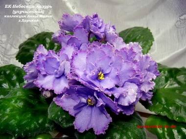 НебеснаяЛазурь4