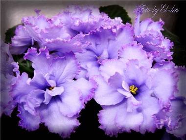 НебеснаяЛазурь5