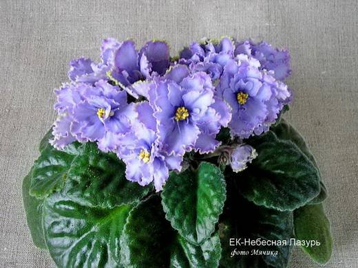 НебеснаяЛазурь6