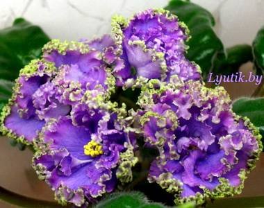 НебеснаяЛазурьУлучш1