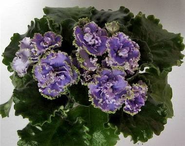 НебеснаяЛазурьУлучш2