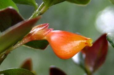 NematanthusBlackGold