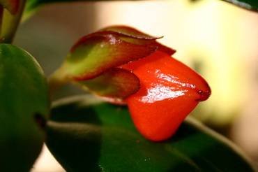 NematanthusChatterbox