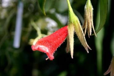 NematanthusCrassifolius