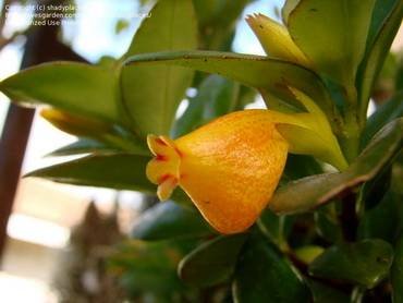 NematanthusHawaiianJade