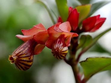 NematanthusTropicana