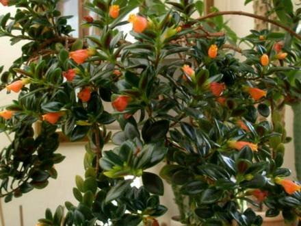 NematanthusWettsteinii