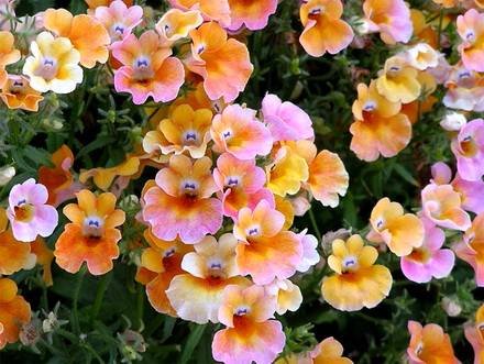 Nemesia1
