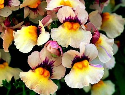 Nemesia10