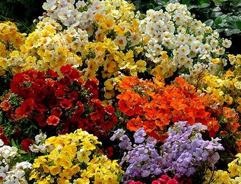 Nemesia11