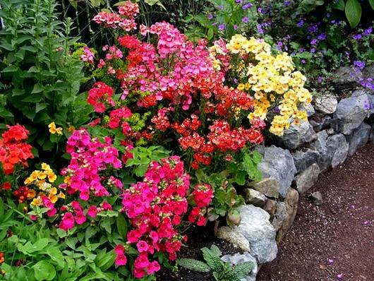 Nemesia12