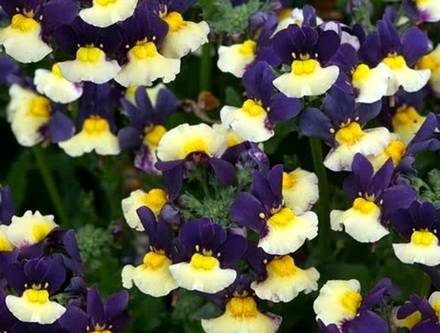 Nemesia2