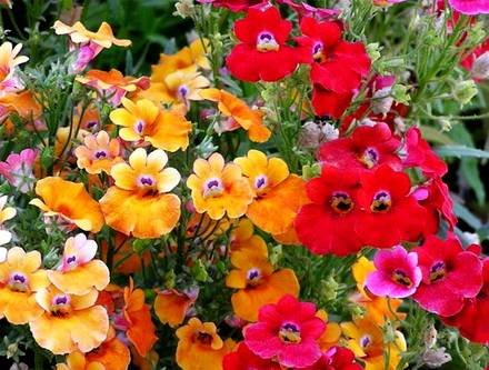 Nemesia3