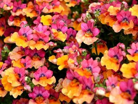 Nemesia5