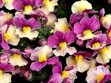 Nemesia6
