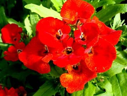 Nemesia8